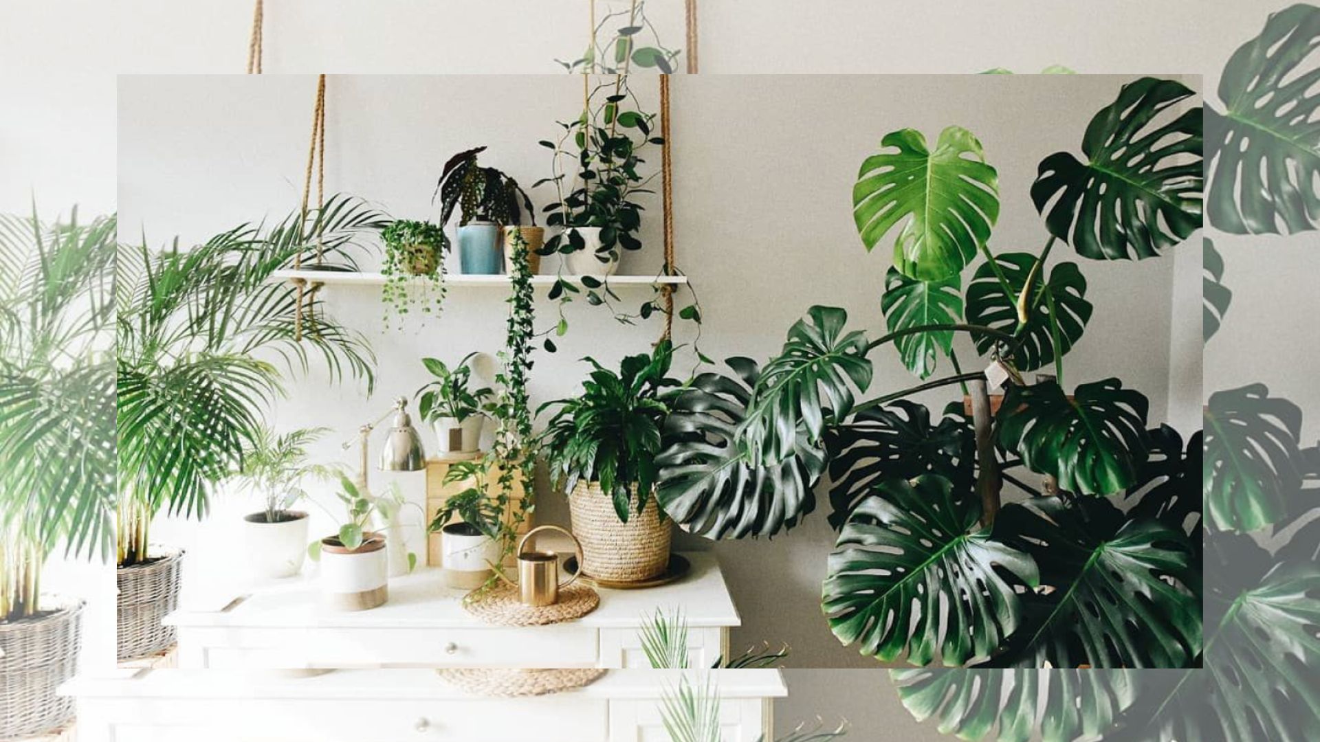 Lợi Ích Khi Trồng Cây Lá Monstera Bằng Đèn Quang Hợp